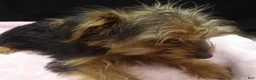 Yorkshire Terrier dogs for sale: Sable  - Ad 3