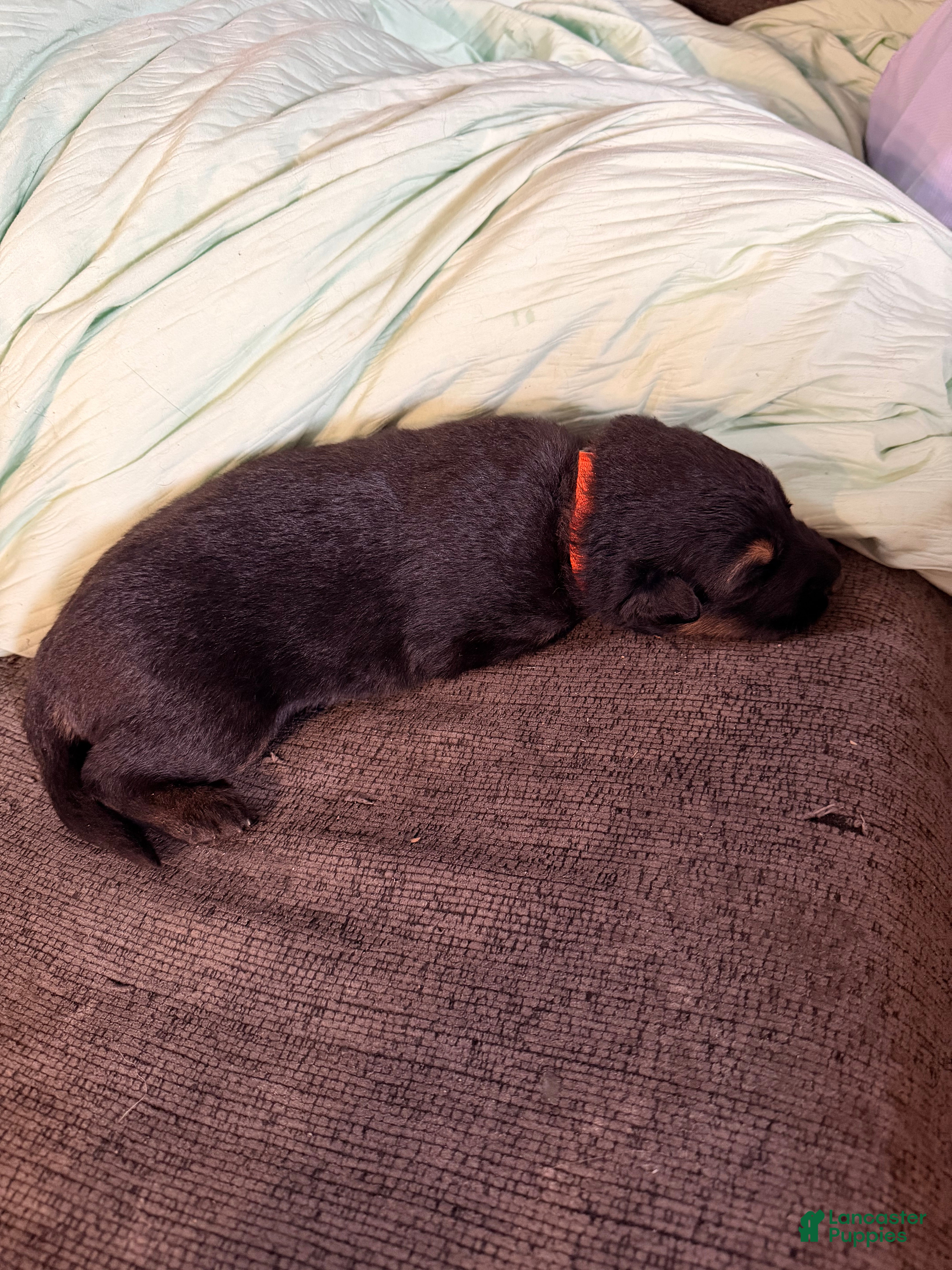 German Shepherd dogs German Shepherd Puppy 5- Orange Female - Ad 17