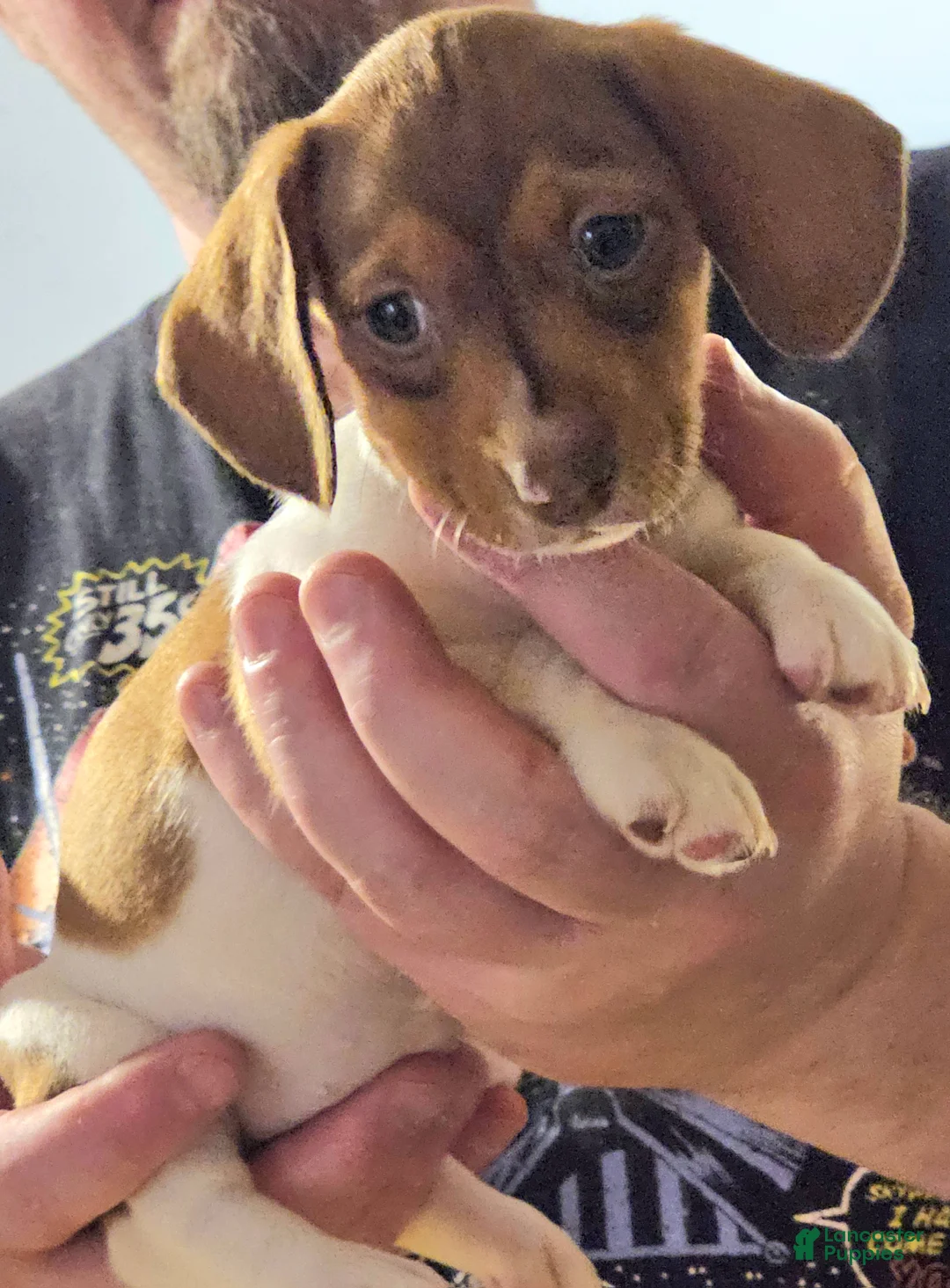 Miniature Dachshund dogs for sale: Miniature Dachshund Light Brown Piebald - Ad 2