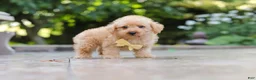 Schnoodle dogs for sale: Scout - Ad 5
