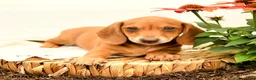 Miniature Dachshund dogs for sale: Gem  - Ad 5
