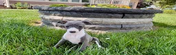 Italian Greyhound dogs for sale: Cheyenne  - Ad 5