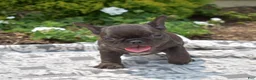 French Bulldog dogs for sale: Feta - Ad 8