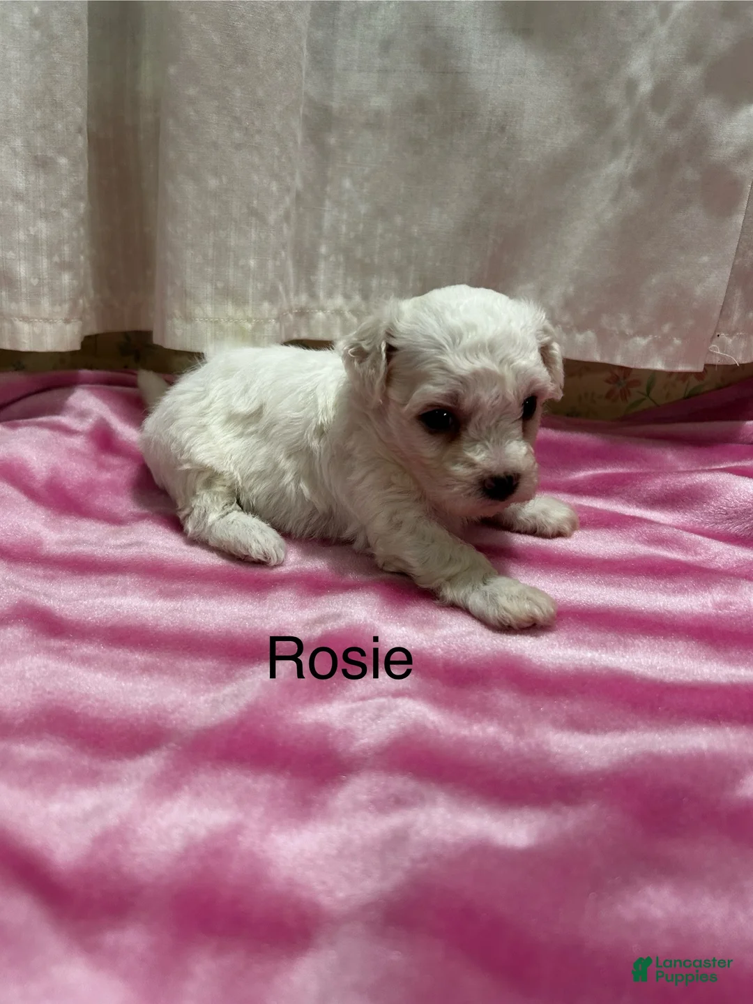 Bichon Frise dogs for sale: Bichon Frise 2 Rosie - Ad 2