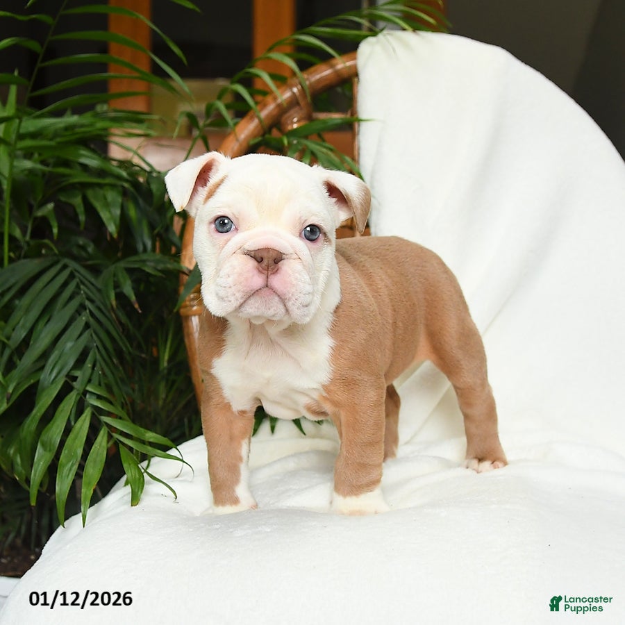 English Bulldog dogs Misty - Ad 20