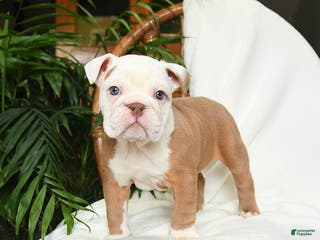 English Bulldog dogs Misty - Ad 17