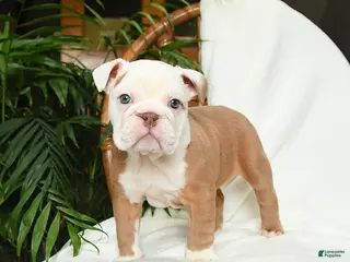 English Bulldog dogs Misty - Ad 31