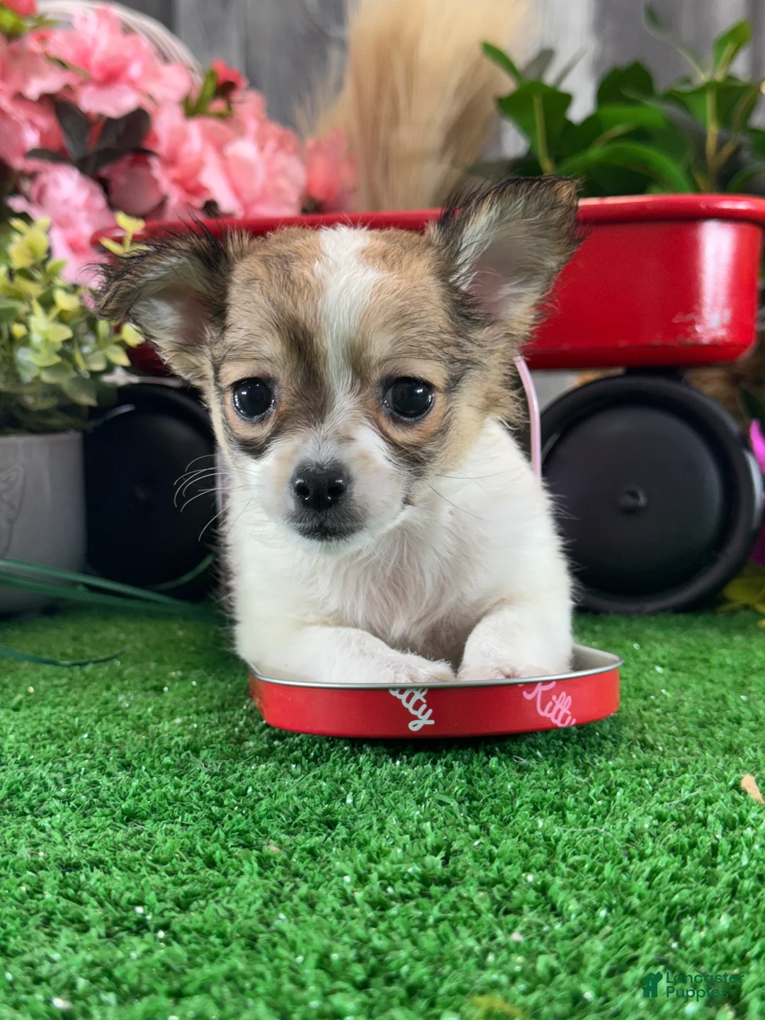 Chihuahua dogs for sale: Felicia - Ad 1