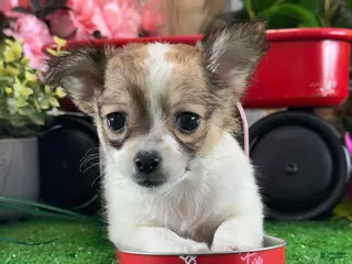 Chihuahua dogs Felicia - Ad 26