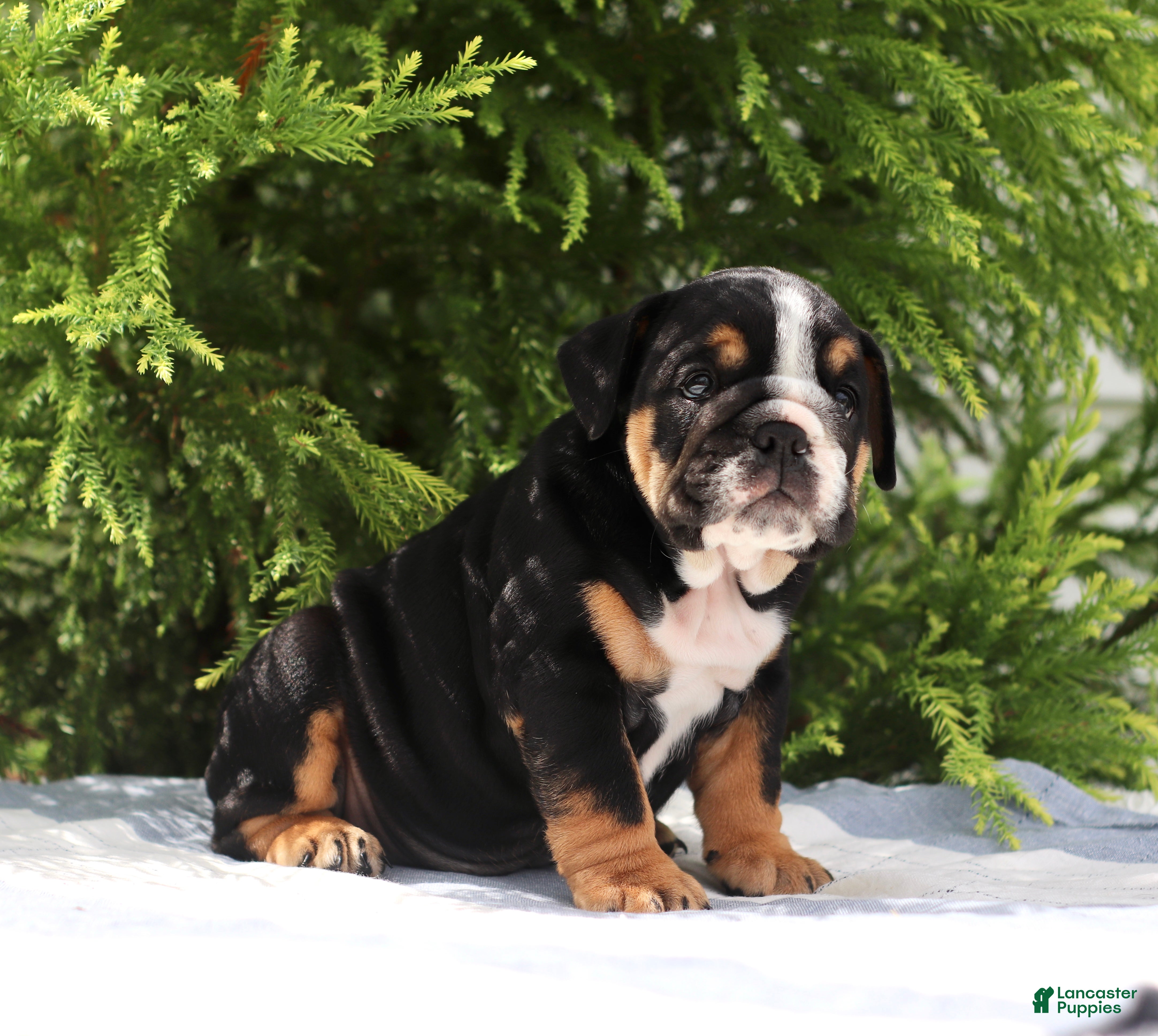 English Bulldog dogs Callie - Ad 2