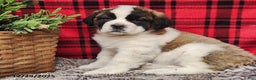 Saint Bernard dogs for sale: Tess - Ad 1