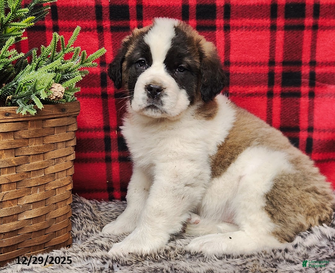 Saint Bernard dogs for sale: Tess - Ad 1