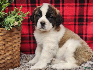 Saint Bernard dogs Tess - Ad 14