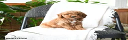 Mini Goldendoodle dogs for sale: Lachlan - Ad 3