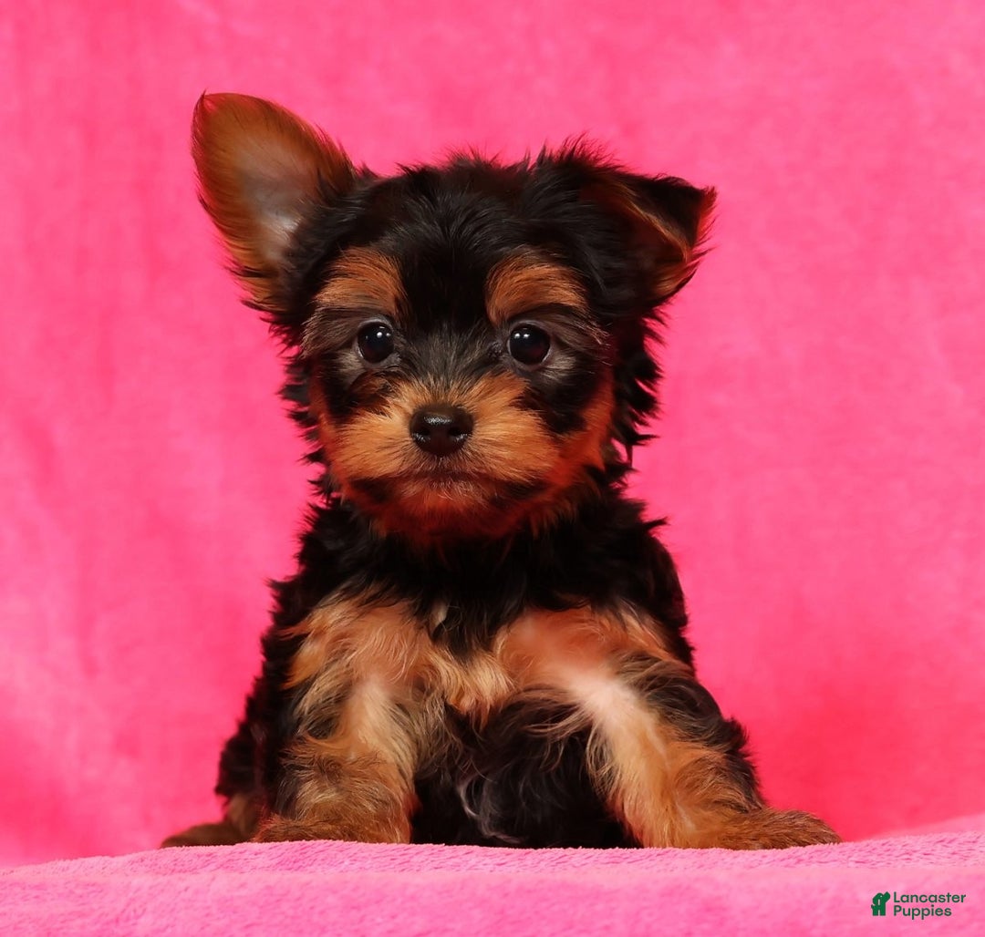 Yorkshire Terrier dogs for sale: Leo - Ad 6