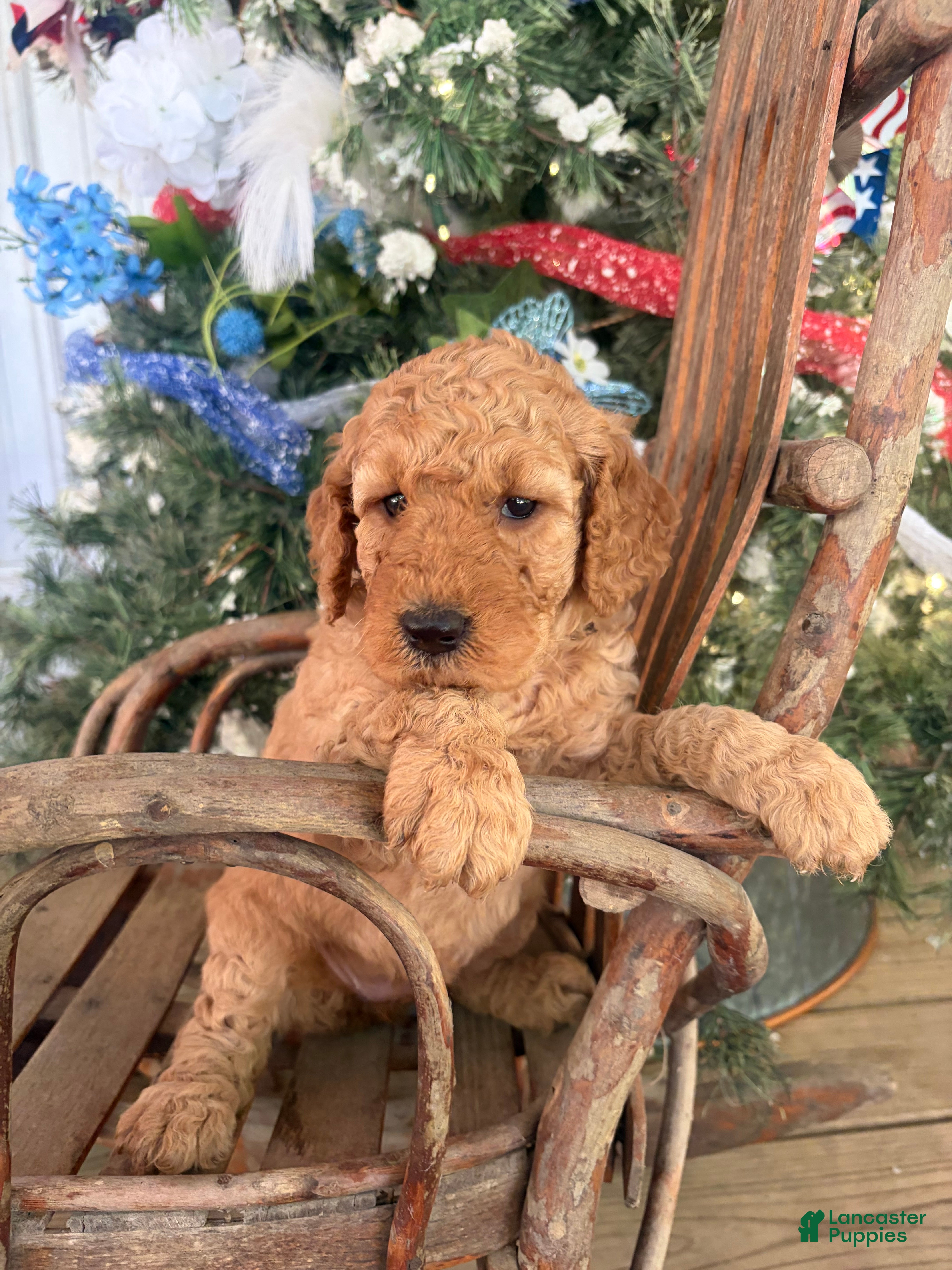 Mini Goldendoodle dogs Lavender  - Ad 16