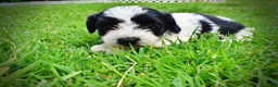Havapoo dogs for sale: Shadow - Ad 10