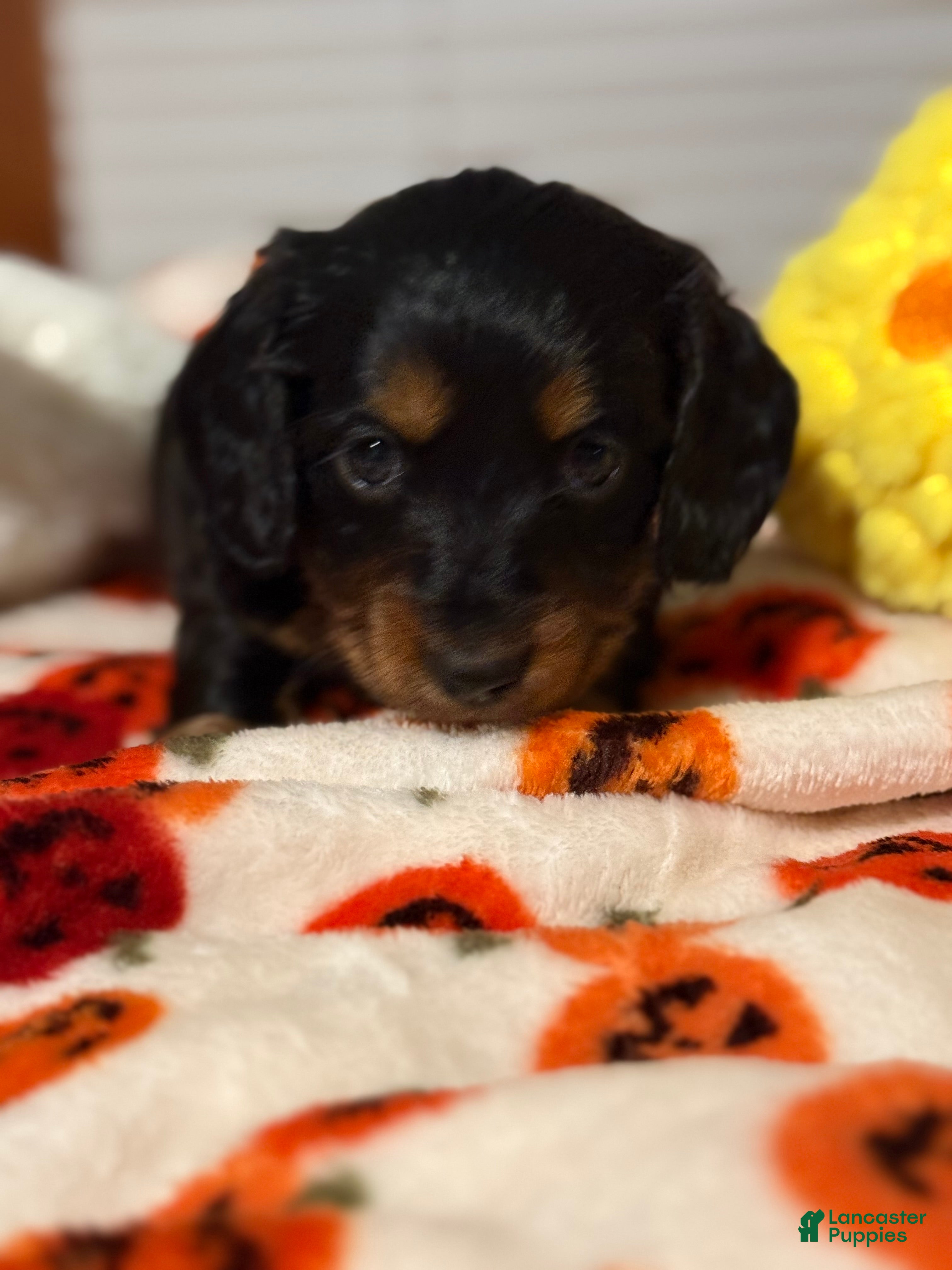 Miniature Dachshund dogs Miniature Dachshund 6 - Ad 7