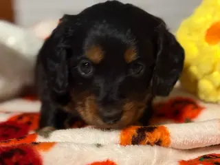 Miniature Dachshund dogs Miniature Dachshund 6 - Ad 8
