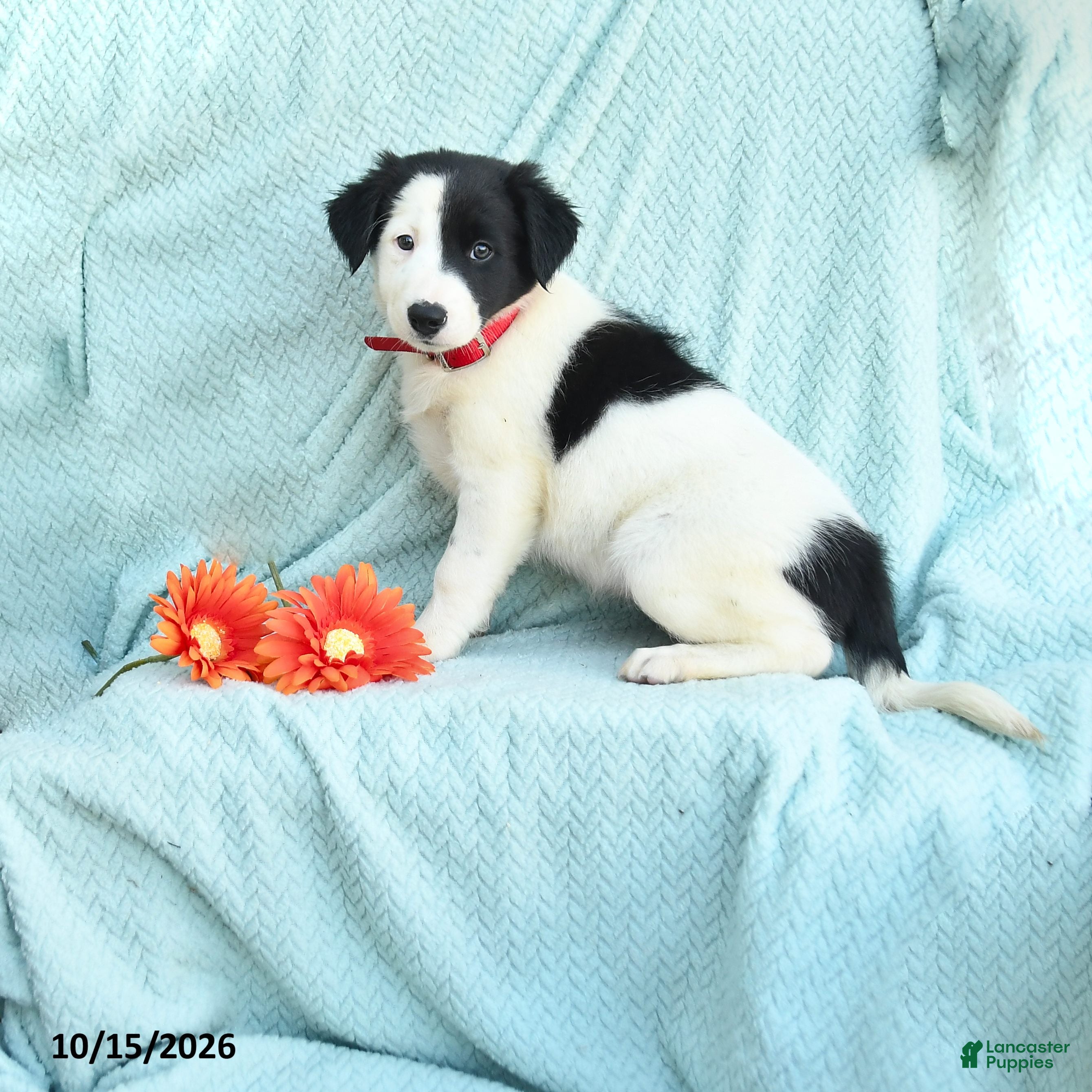 Border Collie dogs for sale: Jess  - Ad 1
