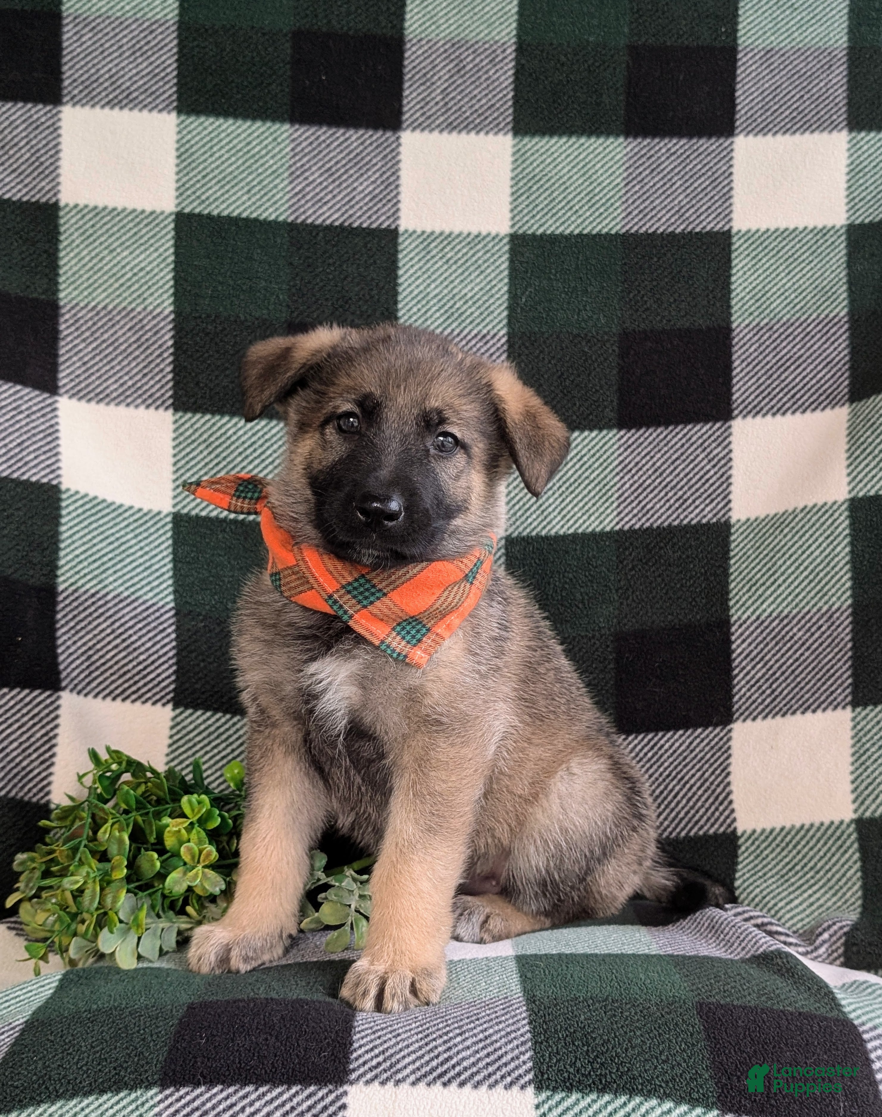 Mixed Breed dogs Barnaby - Ad 1