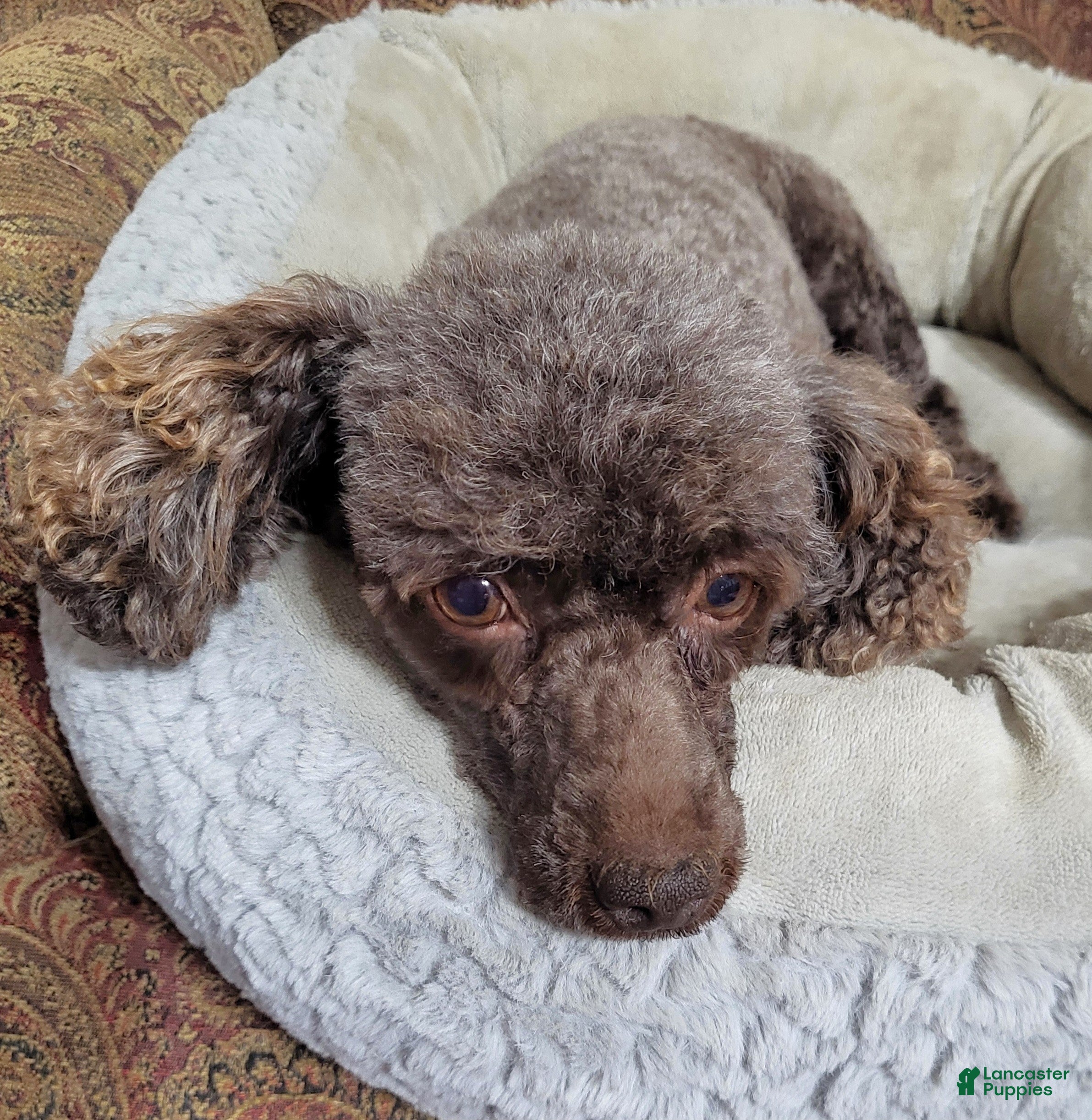 Miniature Poodle dogs Mopsy - Ad 2