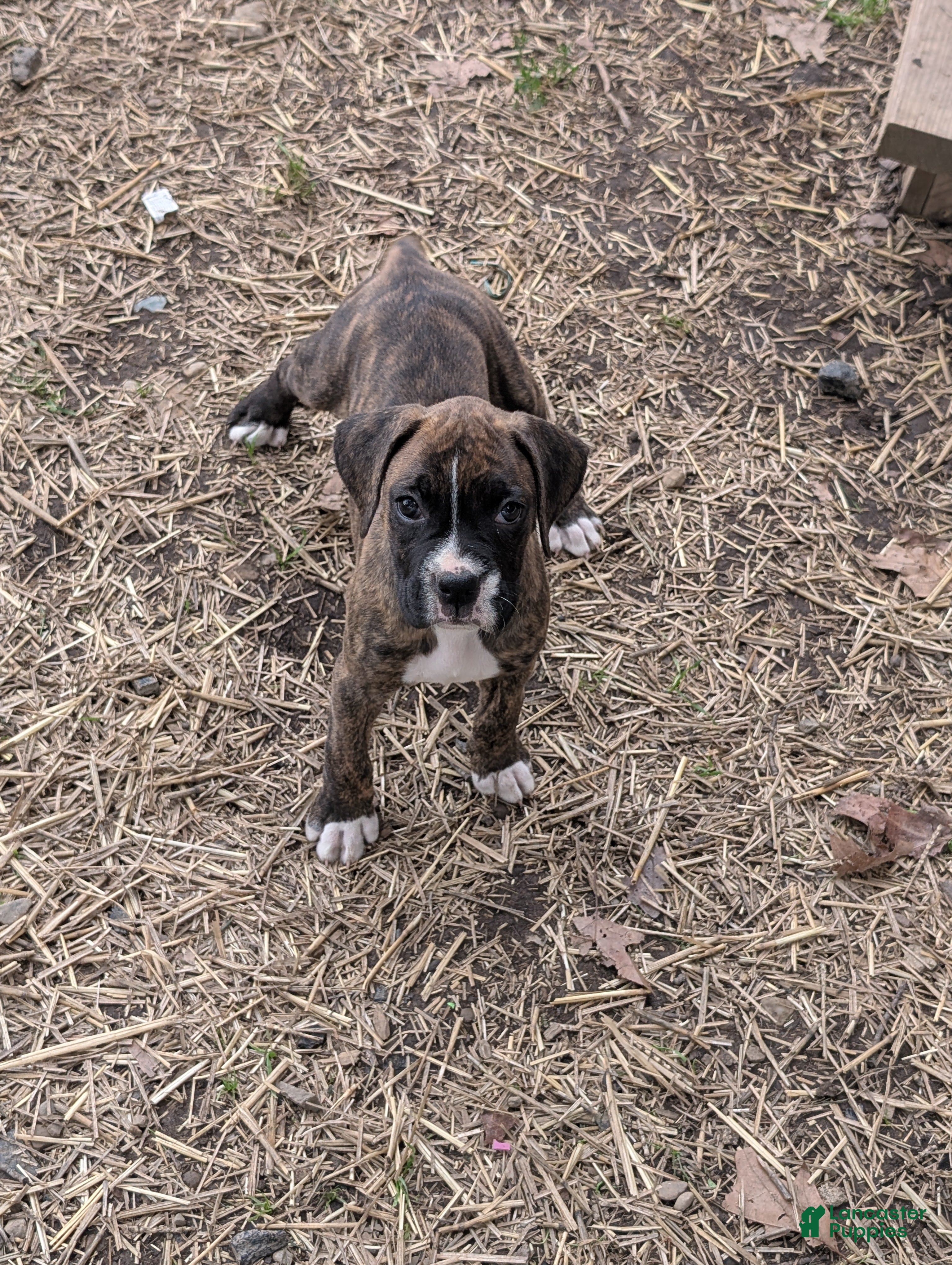 Boxer dogs Rocket - Ad 1
