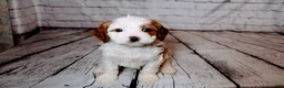 Cavalier King Charles Spaniel dogs for sale: Forrest - Ad 5