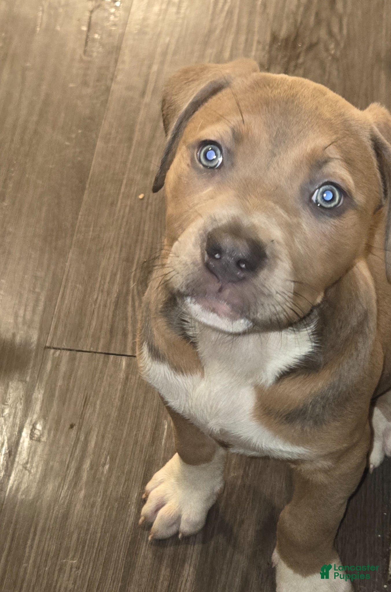 Mixed Breed dogs Mixed Breed Puppy 4 - Ad 2