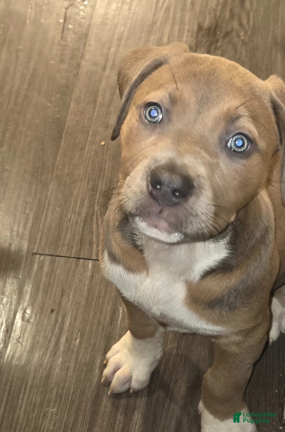 Mixed Breed dogs for sale: Mixed Breed Puppy 4 - Ad 1