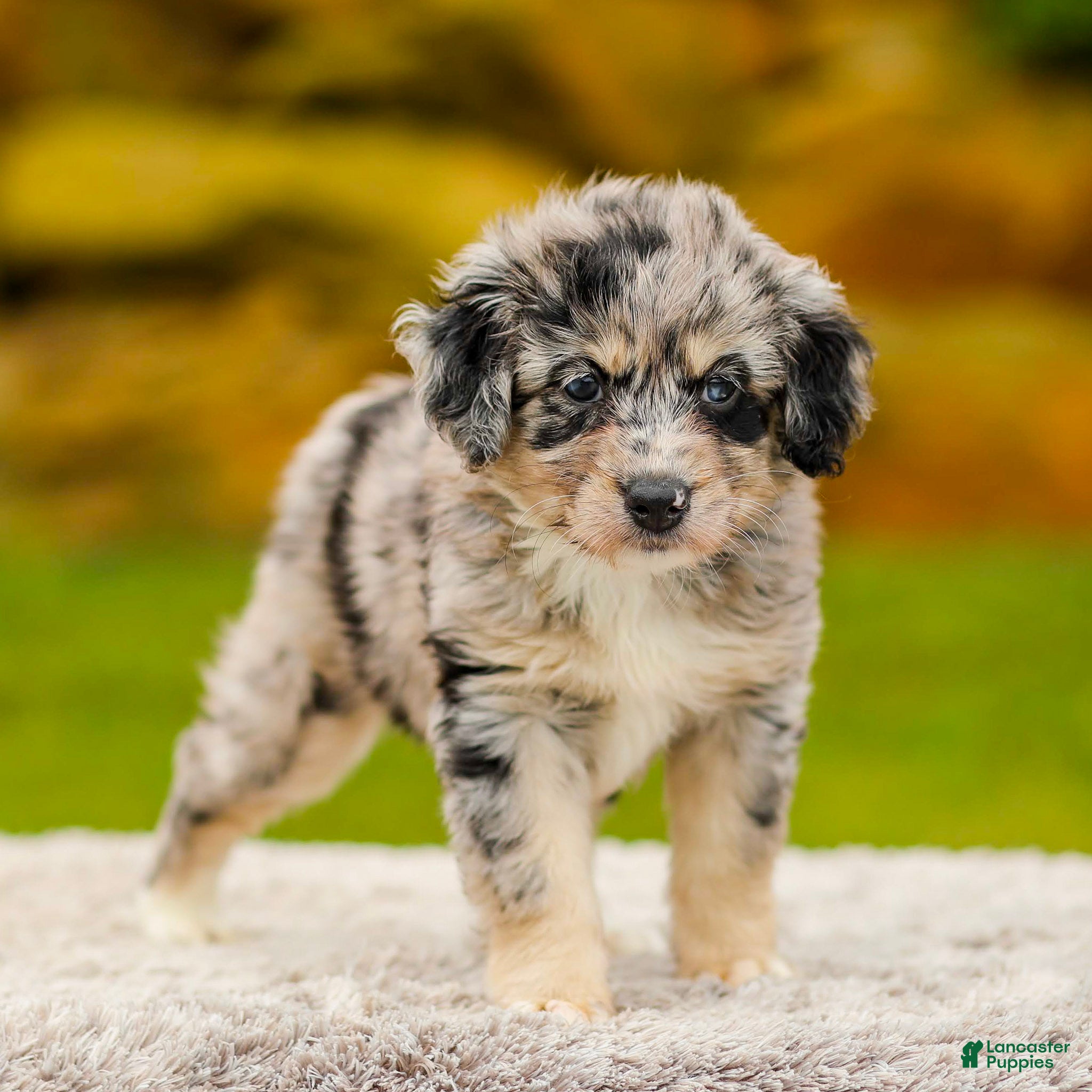Mini Aussiedoodle dogs Harper - Ad 2