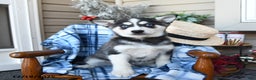 Alaskan Klee Kai dogs for sale: Tundra - Ad 1