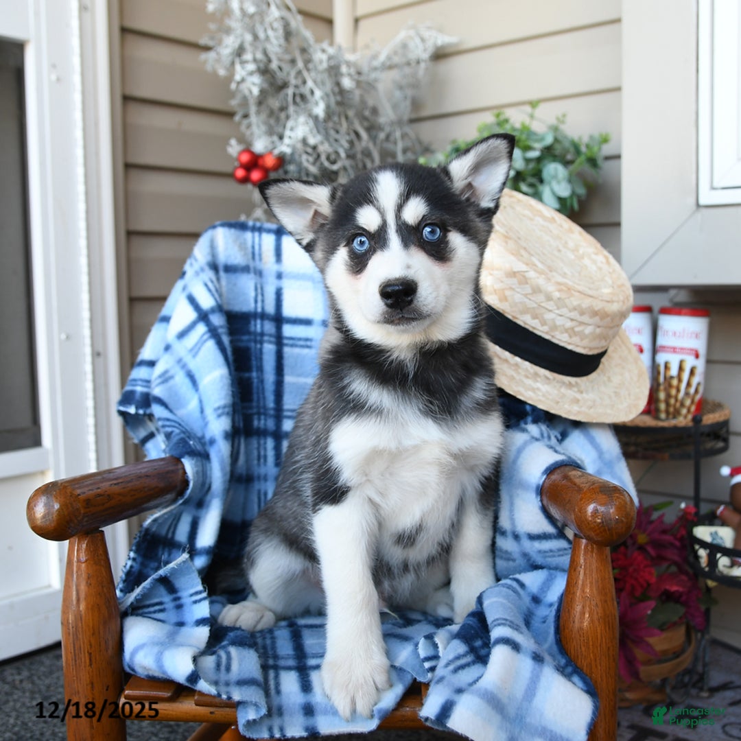 Alaskan Klee Kai dogs for sale: Tundra - Ad 1