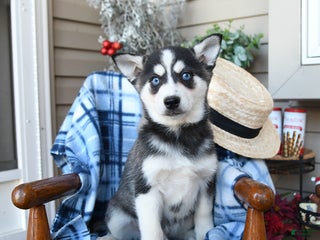 Alaskan Klee Kai dogs Tundra - Ad 10