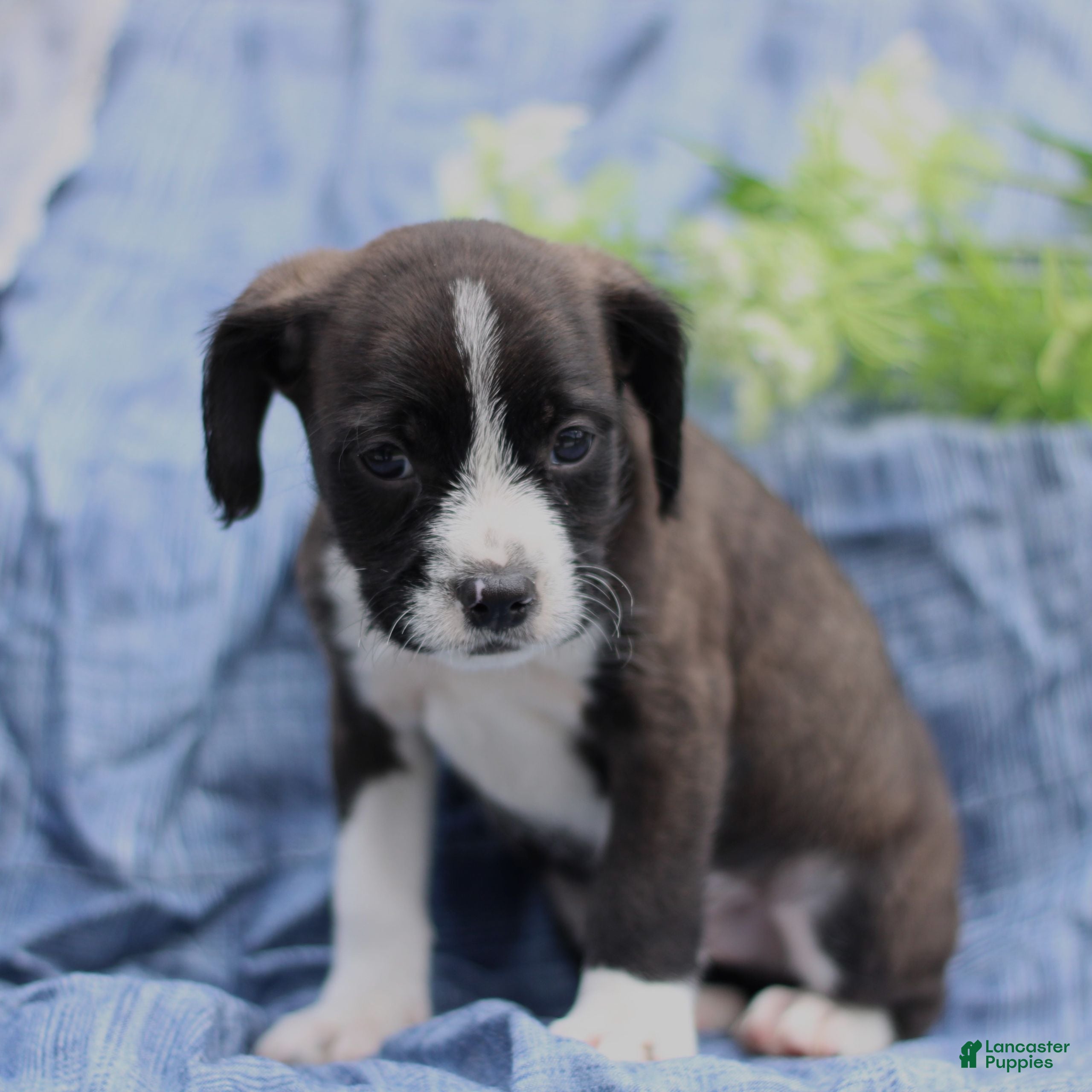 Mixed Breed dogs Kendall  - Ad 2