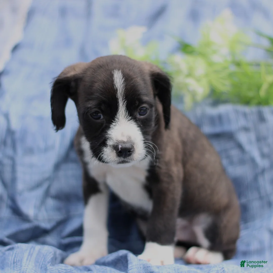 Mixed Breed dogs for sale: Kendall  - Ad 2