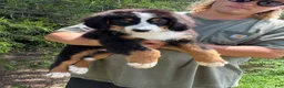 Bernedoodle dogs for sale: Jameson  - Ad 1