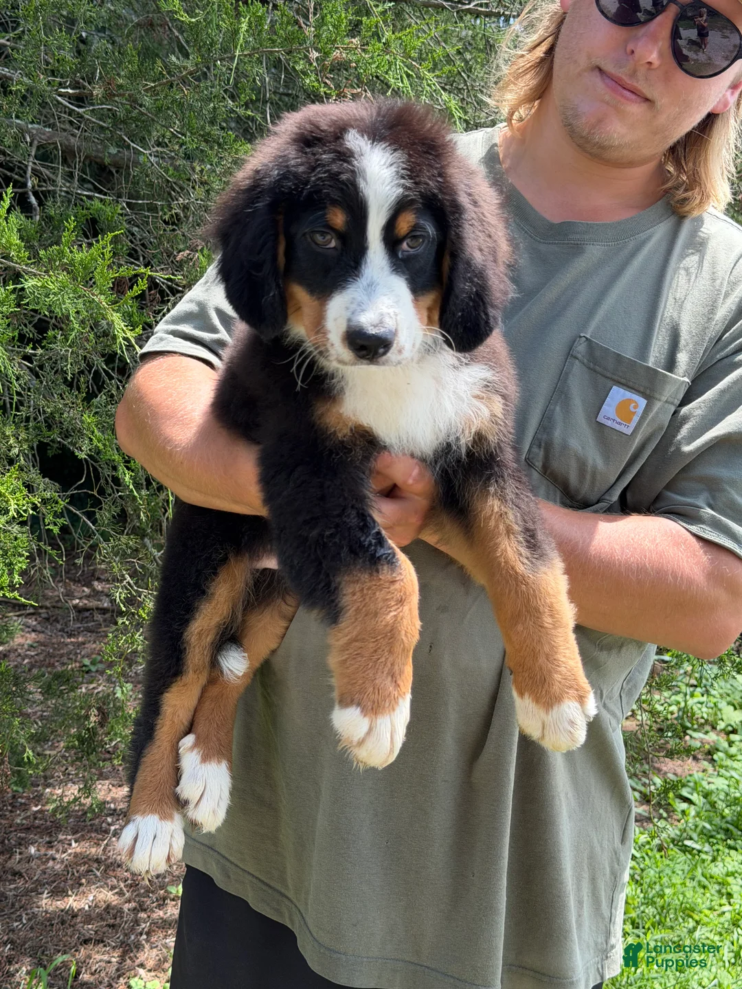 Bernedoodle dogs for sale: Jameson  - Ad 1