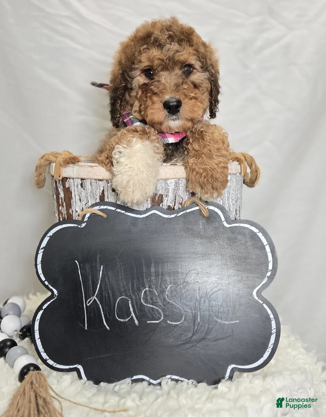 Bernedoodle dogs for sale: Kassie - Ad 6
