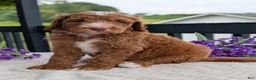 Goldendoodle dogs for sale: Charlie - Ad 10