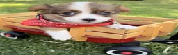 Chihuahua dogs for sale: Chihuahua 1 - Ad 8