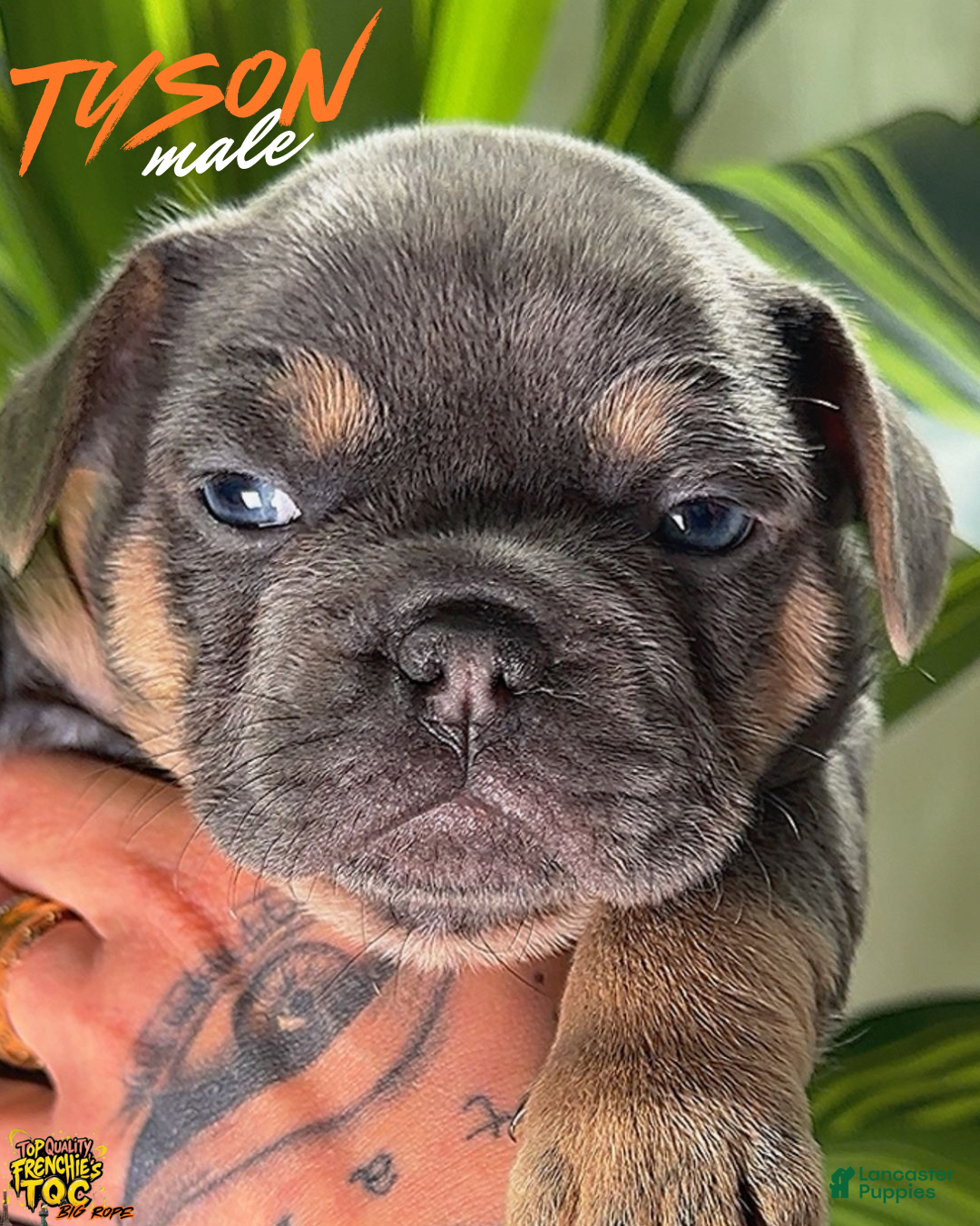 French Bulldog dogs for sale: TYSON - Ad 1