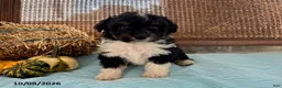 Mini Aussiedoodle dogs for sale: Denver - Ad 3