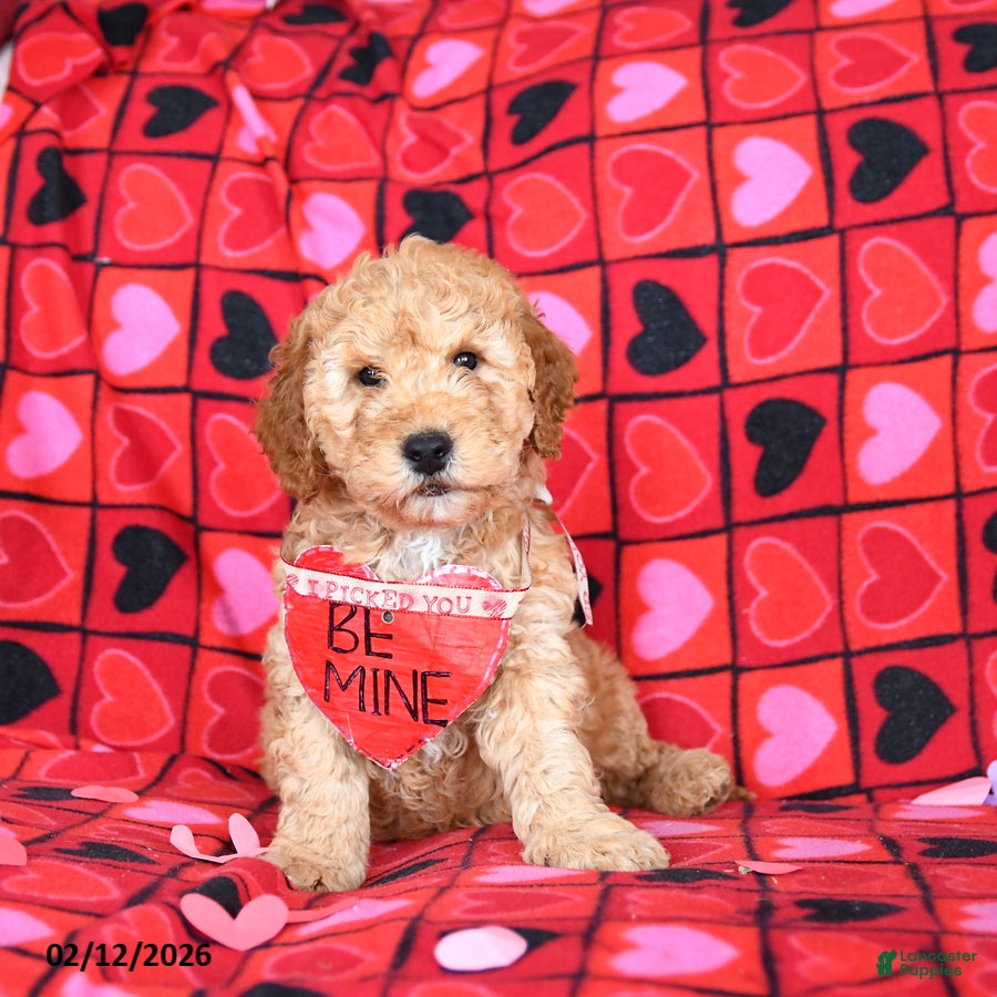 Mini Goldendoodle dogs Ford - Ad 23