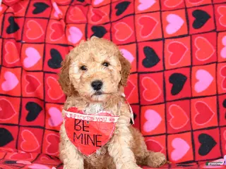 Mini Goldendoodle dogs Ford - Ad 23