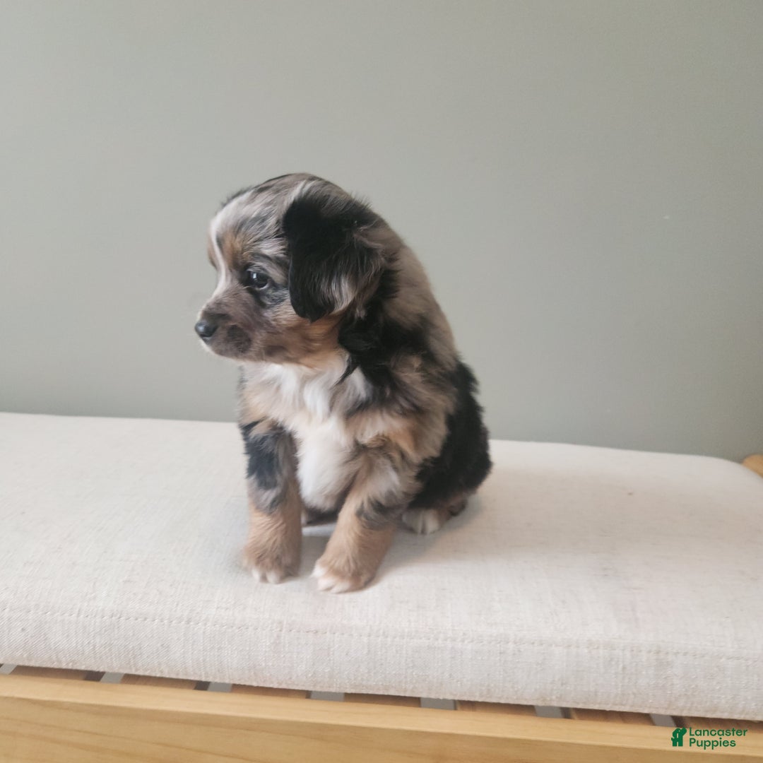 Mixed Breed dogs for sale: Dasher - Ad 5