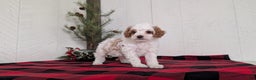 Cavapoo dogs for sale: Delilah  - Ad 3