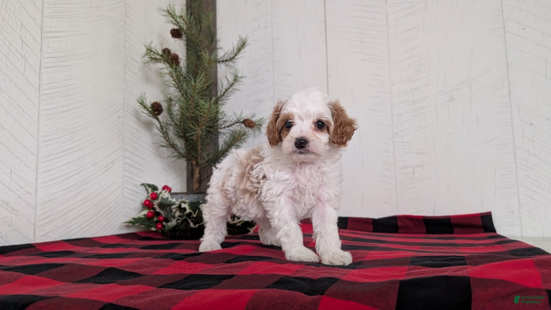 Cavapoo dogs for sale: Delilah  - Ad 3