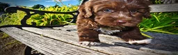 Havapoo dogs for sale: Chewy - Ad 5