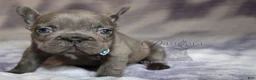 French Bulldog dogs for sale: Epic - Ad 8